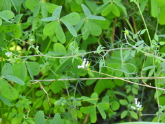 Ceratocapnos heterocarpa