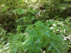 Solanum atropurpureum