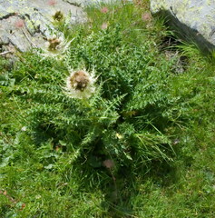Cirsium spinosissimum