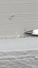 Entomobrya atrocincta