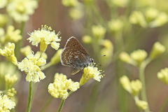 Satyrium semiluna