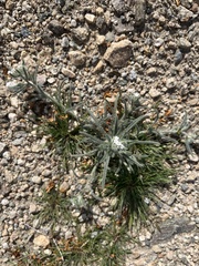 Johnstonella angustifolia