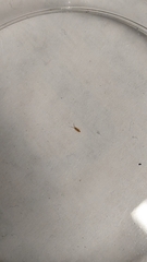 Entomobrya atrocincta