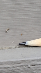 Entomobrya atrocincta