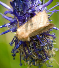 Eriopygodes imbecilla