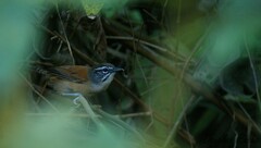 Pheugopedius genibarbis