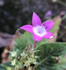 Pentas lanceolata