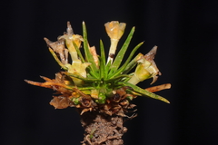 Colobanthus quitensis