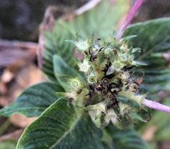 Pentas lanceolata
