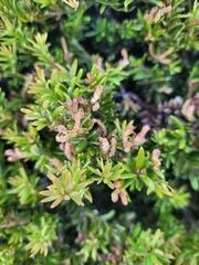 Podocarpus nivalis