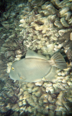 Cantherhines dumerilii