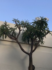 Pachypodium lamerei