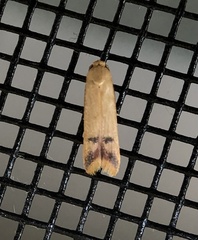 Tachystola hemisema