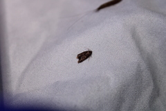 Tachystola acroxantha