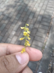 Melilotus officinalis