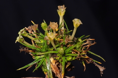 Colobanthus quitensis