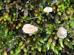 Arrhenia rickenii