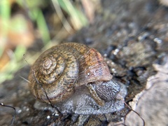 Helminthoglypta