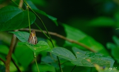 Cissia pseudoconfusa