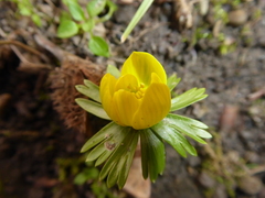 Eranthis hyemalis
