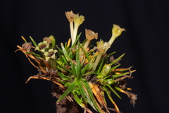 Colobanthus quitensis