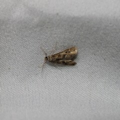 Hygraula nitens