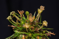 Colobanthus quitensis