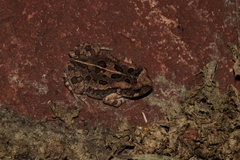 Sclerophrys garmani