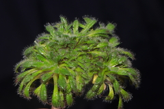 Valeriana theodorici