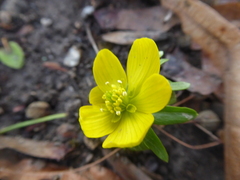 Eranthis hyemalis