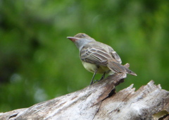 Myiarchus swainsoni