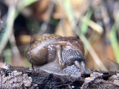 Helminthoglypta