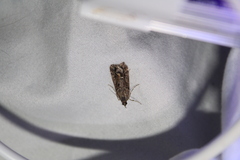 Eudonia submarginalis