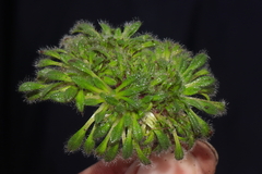 Valeriana theodorici