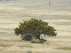 Juniperus coahuilensis