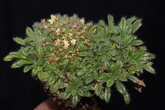 Valeriana theodorici