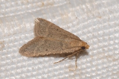 Bostra obsoletalis