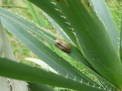 Boana pulchella