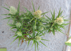 Cyperus pedunculatus