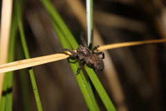 Uliodon