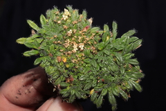 Valeriana theodorici