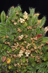 Valeriana theodorici