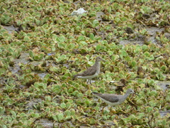 Calidris melanotos