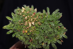 Valeriana theodorici