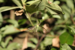 Leptotarsus albistigma