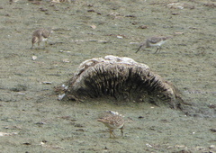 Calidris bairdii