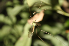 Leptotarsus albistigma