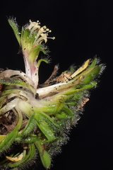 Valeriana theodorici