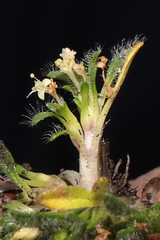 Valeriana theodorici