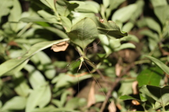 Leptotarsus albistigma